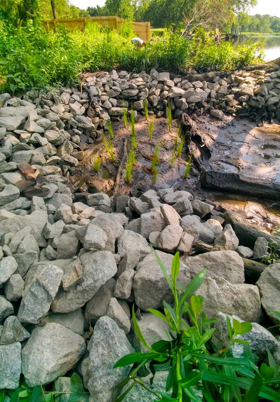 Stone and native plantings establishing along a shoreline